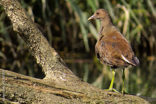 Wallpaper Mural Common moorhen (Gallinula chloropus) waterhen, swamp chicken or common gallinule, waterbird in rail family Rallidae, inhabitating well-vegetated marshes, ponds, canals and other wetlands  Torontodigital.ca