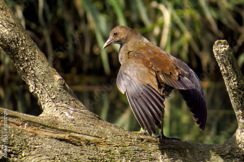 Common moorhen (Gallinula chloropus) waterhen, swamp chicken or common gallinule, waterbird in rail family Rallidae, inhabitating well-vegetated marshes, ponds, canals and other wetlands 