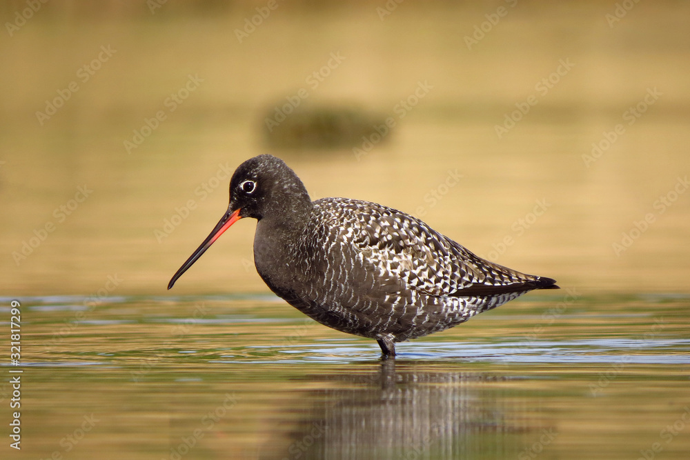 Spotted redshank (Tringa erythropus) searching for food and feeding in shallow water Spotted redshank (Tringa erythropus) searching for food and feeding in shallow water