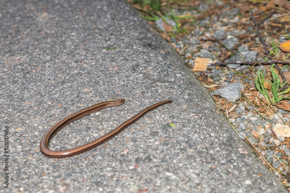 Nahaufnahme einer Blindschleiche (Anguis fragilis) auf einer Straße und am Straßenrand, Deutschland Nahaufnahme einer Blindschleiche (Anguis fragilis) auf einer Straße und am Straßenrand, Deutschland