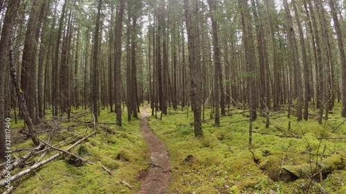 Trekking in the Forest of the Pukaskwa National Park in Canada photo