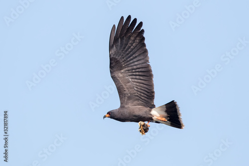 Snail Kite Flying