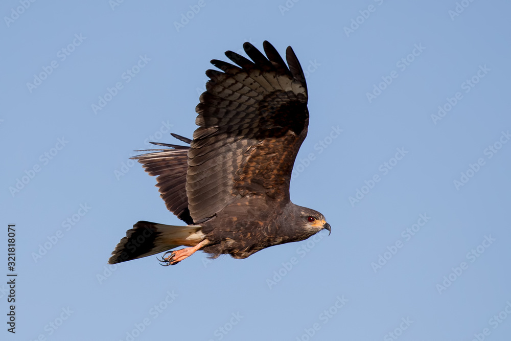 Fototapeta premium Snail Kite Female Flying