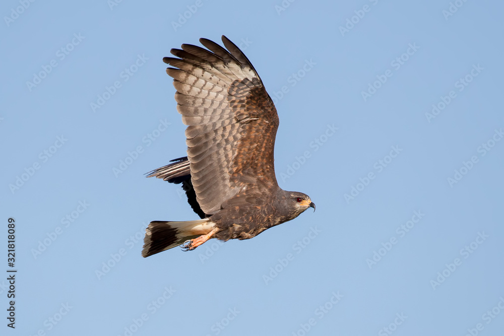 Obraz premium Snail Kite Flying