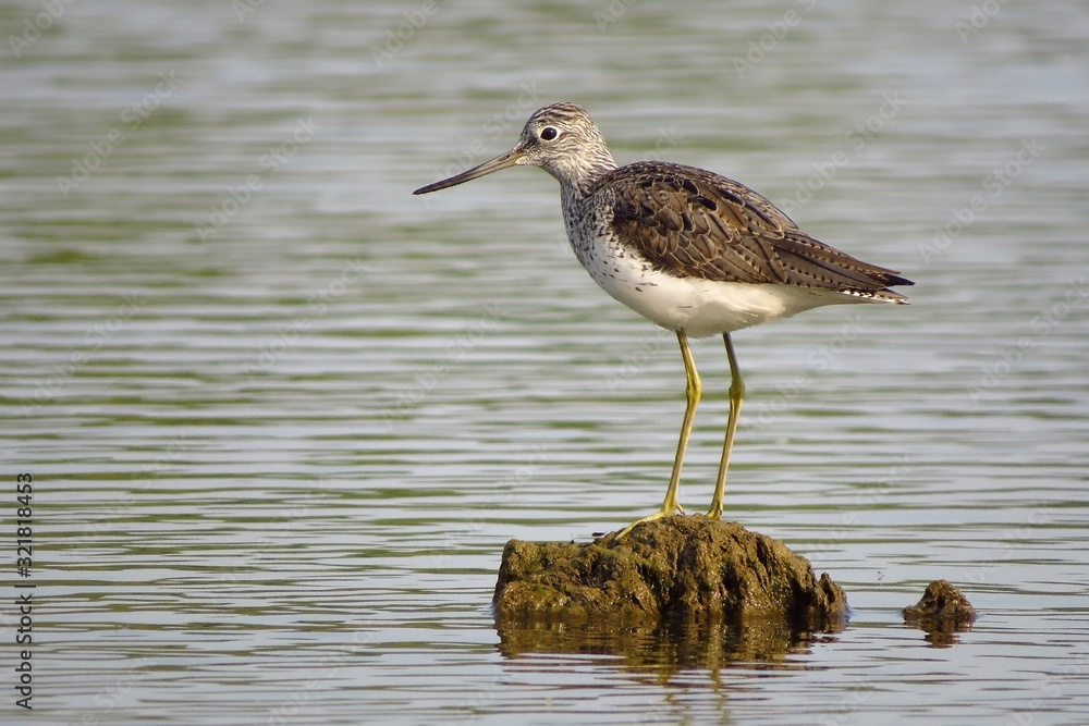 Common greenshank (Tringa nebularia) a wader shorebird in family Scolopacidae, typical waders. Green sandpiper in shallow water at Drava river shore Common greenshank (Tringa nebularia) a wader shorebird in family Scolopacidae, typical waders. Green sandpiper in shallow water at Drava river shore
