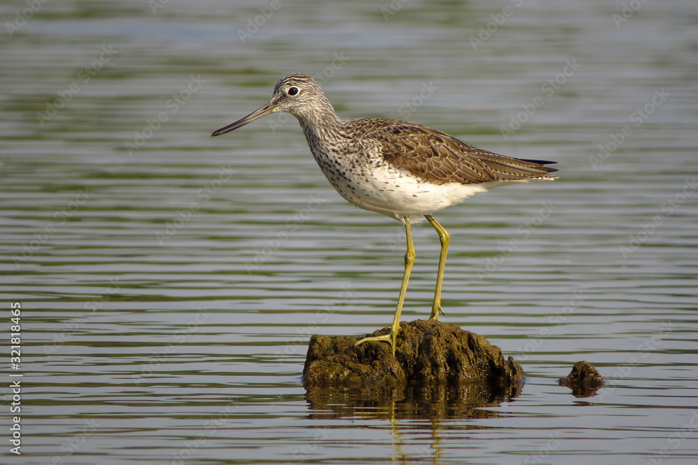 Common greenshank (Tringa nebularia) a wader shorebird in family Scolopacidae, typical waders. Green sandpiper in shallow water at Drava river shore Common greenshank (Tringa nebularia) a wader shorebird in family Scolopacidae, typical waders. Green sandpiper in shallow water at Drava river shore
