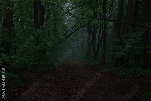 Foggy morning
