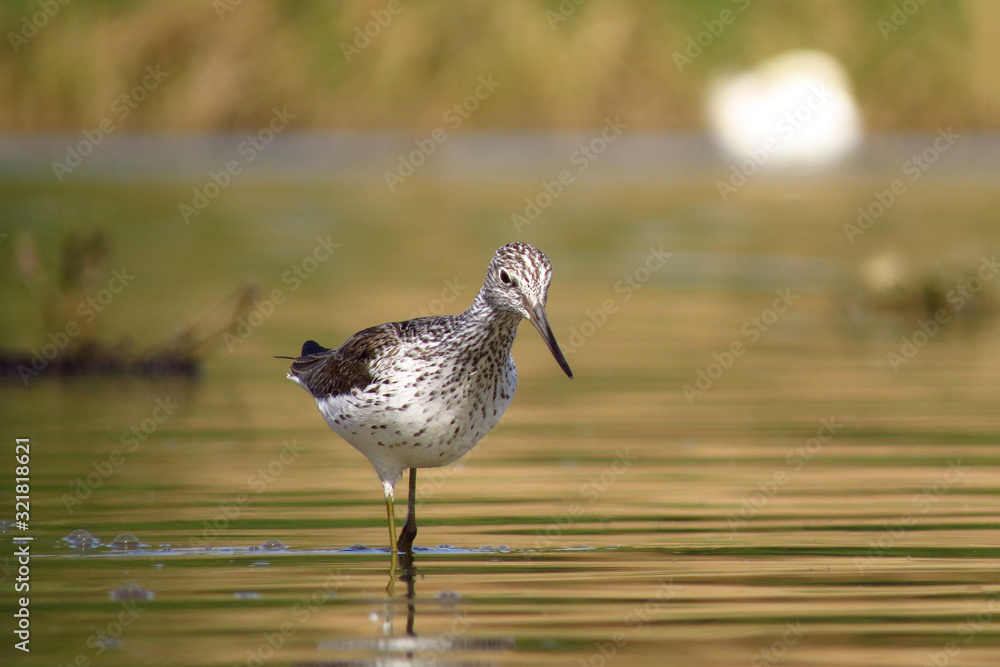 Common greenshank (Tringa nebularia) a wader shorebird in family Scolopacidae, typical waders. Green sandpiper in shallow water at Drava river shore Common greenshank (Tringa nebularia) a wader shorebird in family Scolopacidae, typical waders. Green sandpiper in shallow water at Drava river shore
