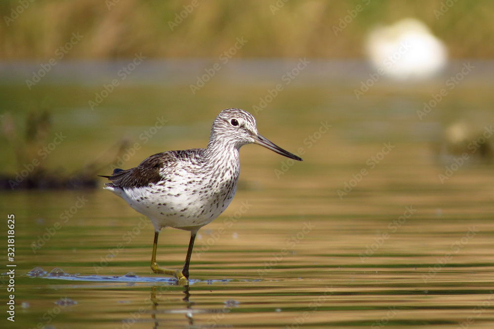 Common greenshank (Tringa nebularia) a wader shorebird in family Scolopacidae, typical waders. Green sandpiper in shallow water at Drava river shore Common greenshank (Tringa nebularia) a wader shorebird in family Scolopacidae, typical waders. Green sandpiper in shallow water at Drava river shore