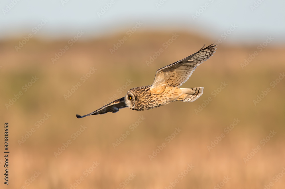 Obraz premium Short-Eared Owl Flying