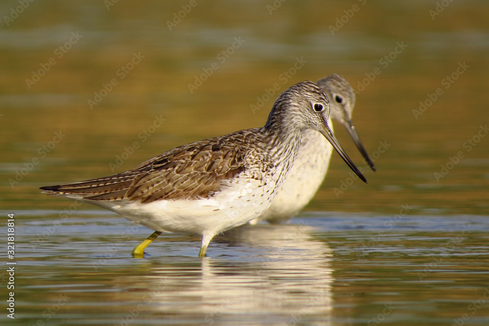 Obraz premium Common greenshank (Tringa nebularia) a wader shorebird in family Scolopacidae, typical waders. Green sandpiper in shallow water at Drava river shore