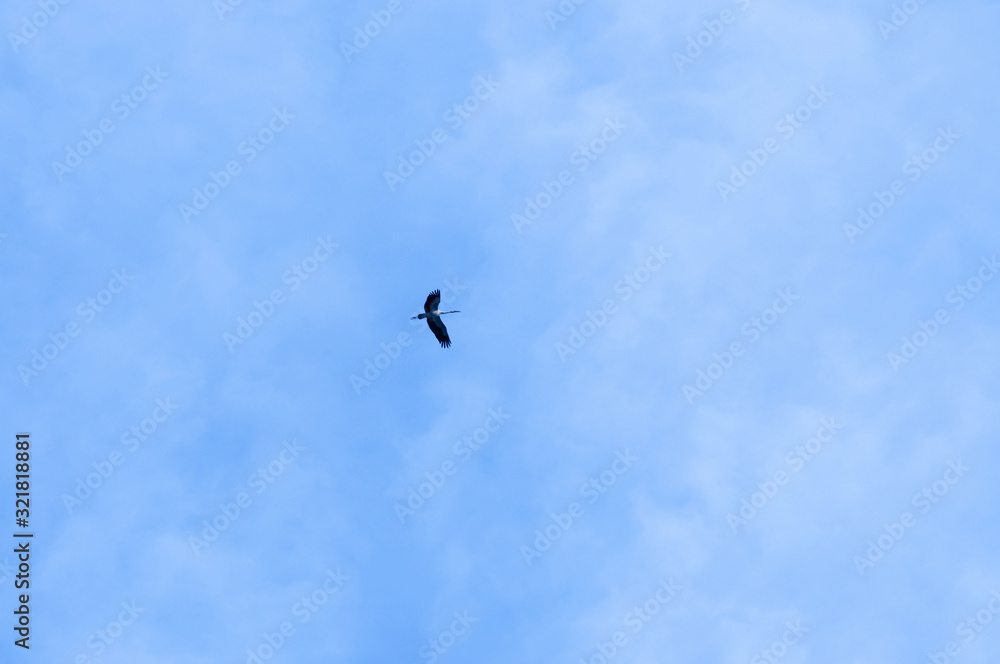 Single Egret bird flying against beautiful blue morning sky