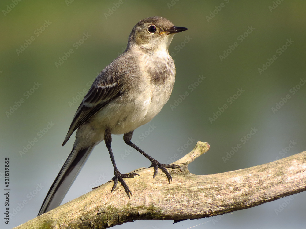 White wagtail (Motacilla alba) a small passerine bird in the family Motacillidae, pipits and longclaws. Pied wagtail or water wagtail, insectivorous bird of open country near habitation and water, gre White wagtail (Motacilla alba) a small passerine bird in the family Motacillidae, pipits and longclaws. Pied wagtail or water wagtail, insectivorous bird of open country near habitation and water, gre