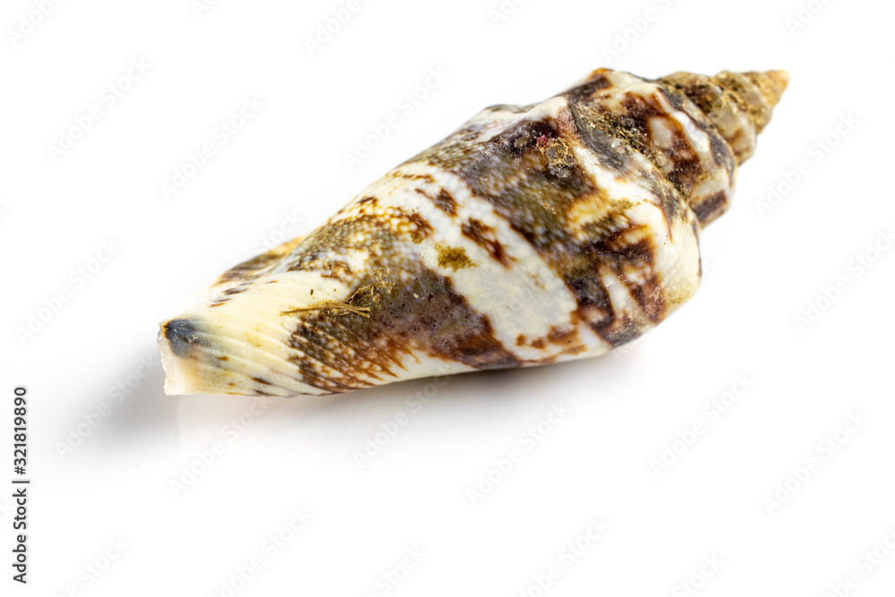 Macro photography natural organic color seashell on white background with blank space for text. Soft focus