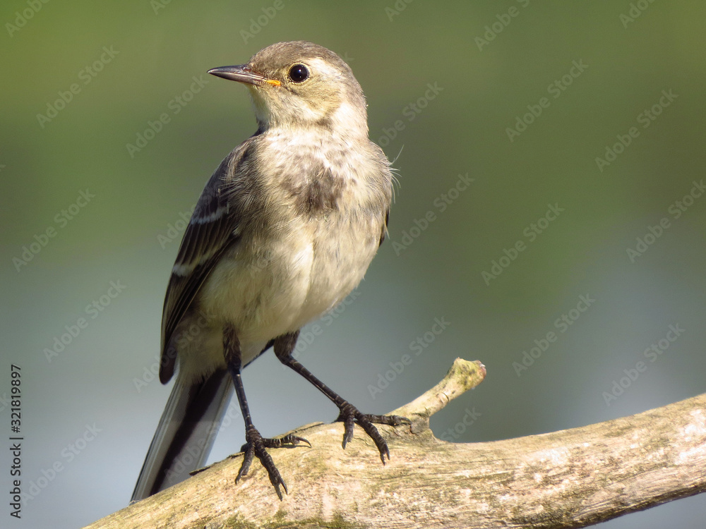 Fototapeta premium White wagtail (Motacilla alba) a small passerine bird in the family Motacillidae, pipits and longclaws. Pied wagtail or water wagtail, insectivorous bird of open country near habitation and water, gre