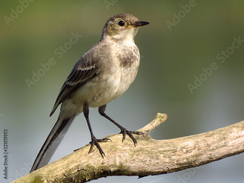 White wagtail (Motacilla alba) a small passerine bird in the family Motacillidae, pipits and longclaws. Pied wagtail or water wagtail, insectivorous bird of open country near habitation and water, gre