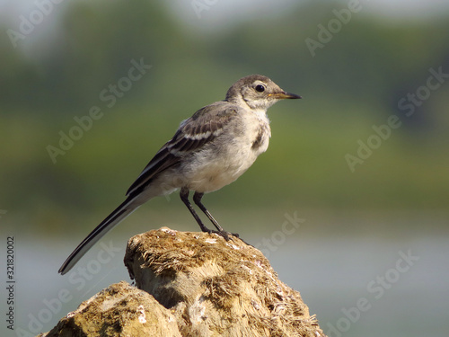 White wagtail (Motacilla alba) a small passerine bird in the family Motacillidae, pipits and longclaws. Pied wagtail or water wagtail, insectivorous bird of open country near habitation and water, gre