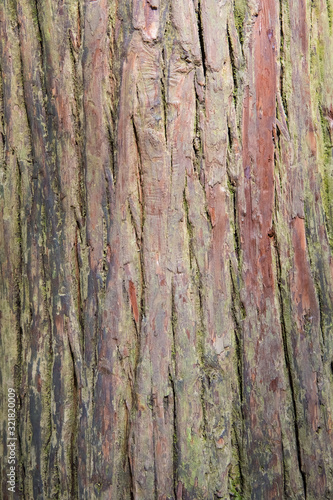 Wallpaper Mural Bark texture Torontodigital.ca