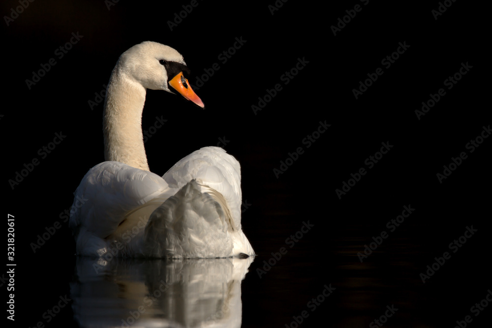 Fototapeta premium Mute swan (Cygnus olor) eurasian species of red billed swan in waterfowl family Anatidae, Anseriformes, documentary photo of mute swan in natural habitat at Drava river shore