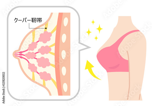 バストアップ　女性の体と断面図