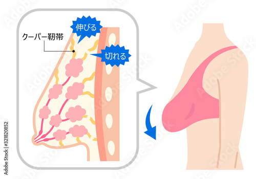 垂れたバスト　断面図と女性の体