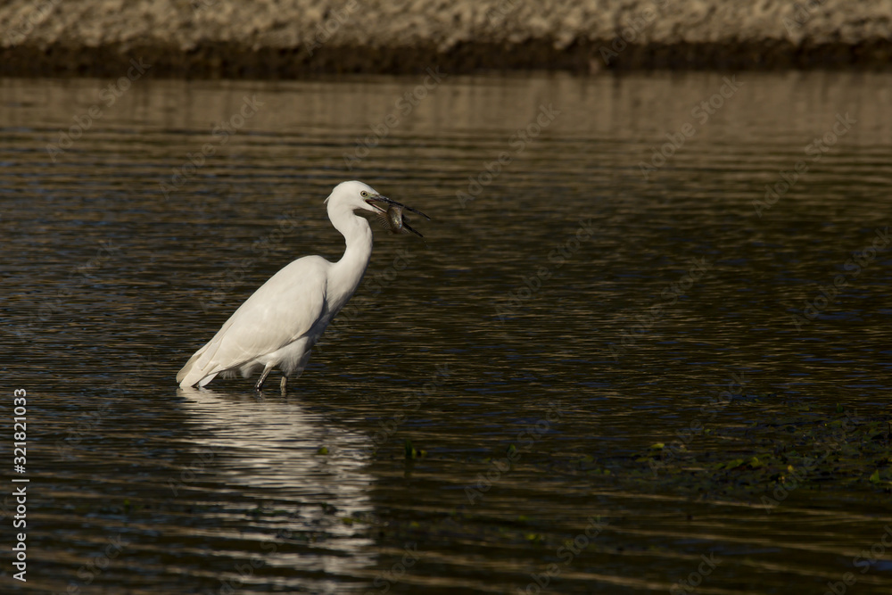 Fototapeta premium Little egret (Egretta garzetta), small white heron in the family Ardeidae, white egret with a black beak, long black legs and yellow feet, aquatic bird in natural habitat