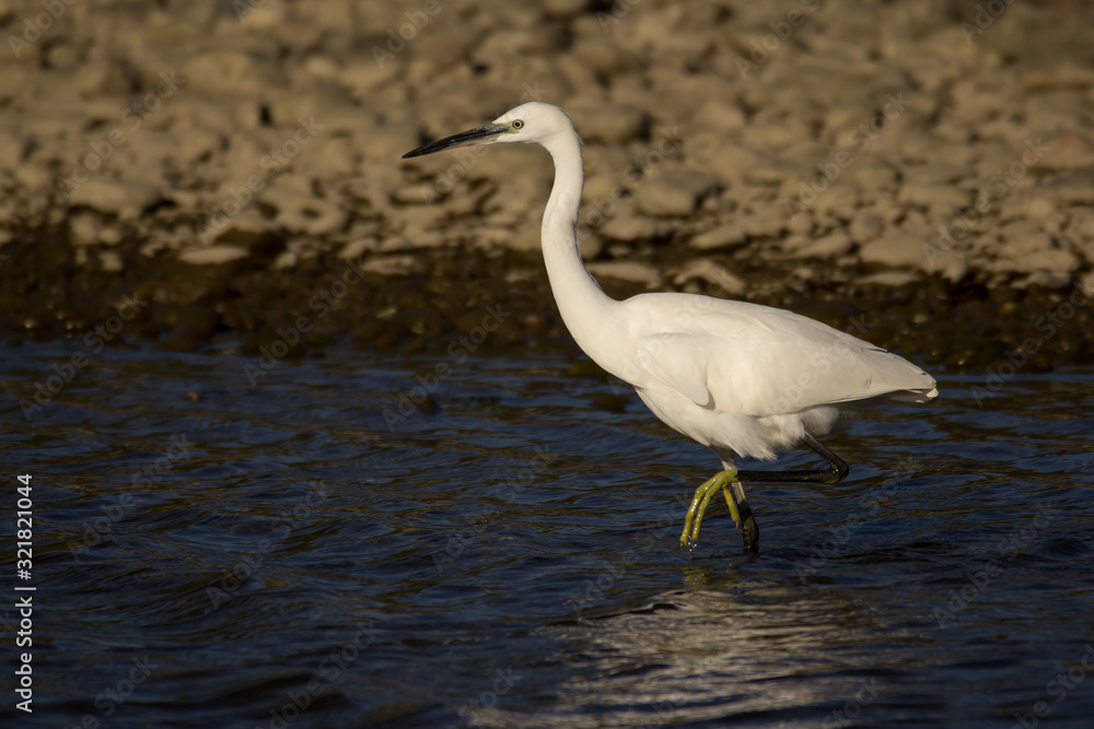 Little egret (Egretta garzetta), small white heron in the family Ardeidae, white egret with a black beak, long black legs and yellow feet, aquatic bird in natural habitat Little egret (Egretta garzetta), small white heron in the family Ardeidae, white egret with a black beak, long black legs and yellow feet, aquatic bird in natural habitat