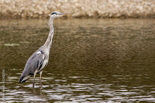 Grey heron (Ardea cinerea) a long-legged predatory wading bird of the heron family, Ardeidae, native in Europe and Asia, common waterbird