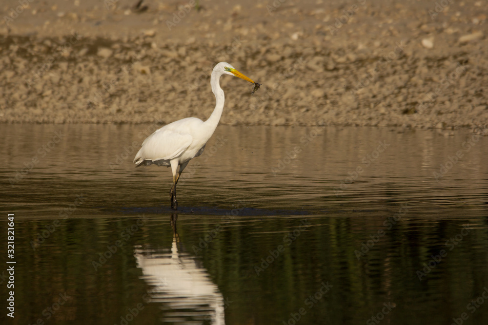 Great egret (Ardea alba) or common egret, large white heron, documentary photo of large waterbird with white plumage, yellow beak and black legs in natural habitat Great egret (Ardea alba) or common egret, large white heron, documentary photo of large waterbird with white plumage, yellow beak and black legs in natural habitat