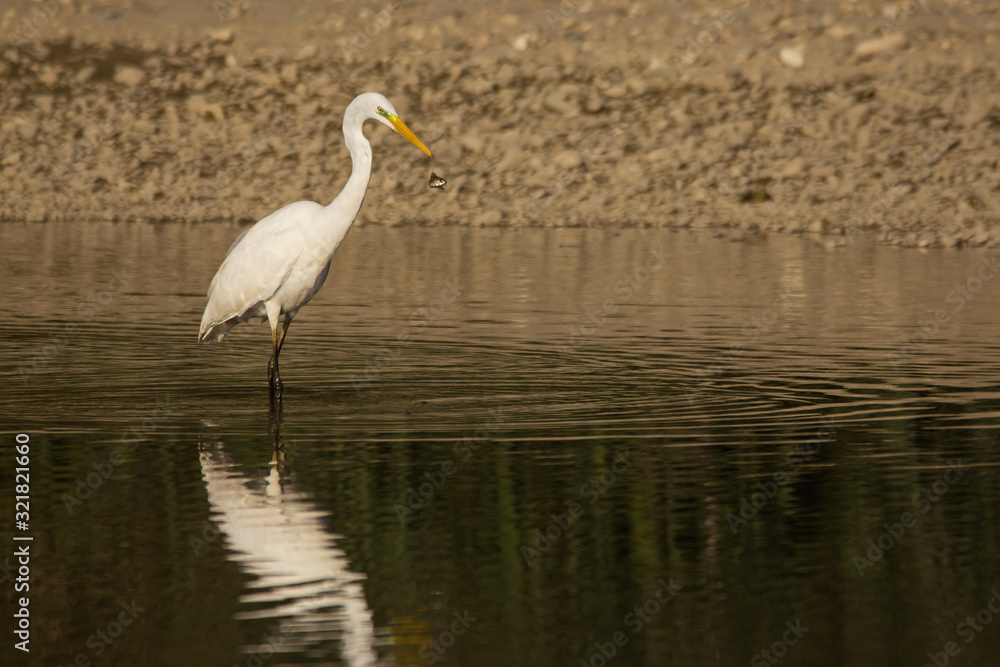 Great egret (Ardea alba) or common egret, large white heron, documentary photo of large waterbird with white plumage, yellow beak and black legs in natural habitat Great egret (Ardea alba) or common egret, large white heron, documentary photo of large waterbird with white plumage, yellow beak and black legs in natural habitat