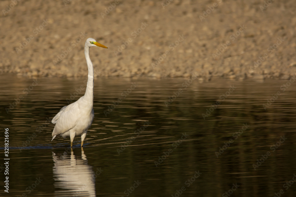 Great egret (Ardea alba) or common egret, large white heron, documentary photo of large waterbird with white plumage, yellow beak and black legs in natural habitat Great egret (Ardea alba) or common egret, large white heron, documentary photo of large waterbird with white plumage, yellow beak and black legs in natural habitat