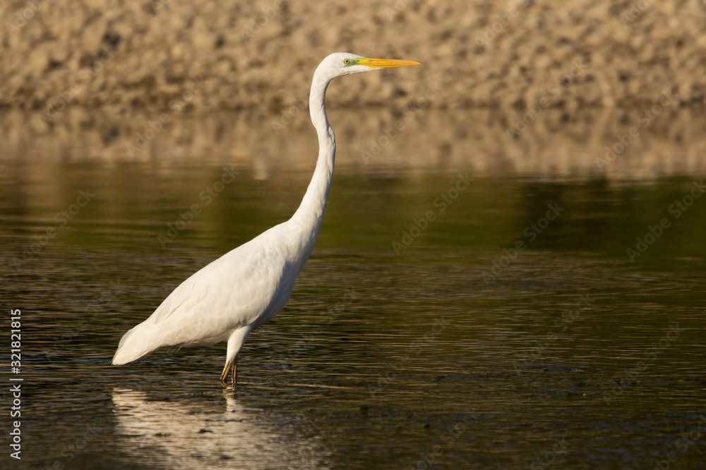 Great egret (Ardea alba) or common egret, large white heron, documentary photo of large waterbird with white plumage, yellow beak and black legs in natural habitat Great egret (Ardea alba) or common egret, large white heron, documentary photo of large waterbird with white plumage, yellow beak and black legs in natural habitat