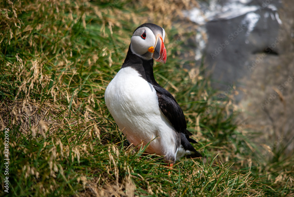 The Atlantic puffin, also known as the common puffin The Atlantic puffin, also known as the common puffin