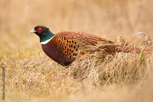 Common pheasant (Phasianus colchius) Ring-necked pheasant in natural habitat, warm background, grassland