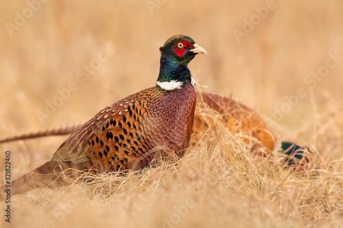 Common pheasant (Phasianus colchius) Ring-necked pheasant in natural habitat, warm background, grassland