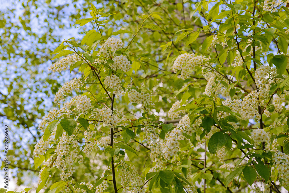 Fototapeta premium Blooming bird cherry branches on a background of blue sky with clouds