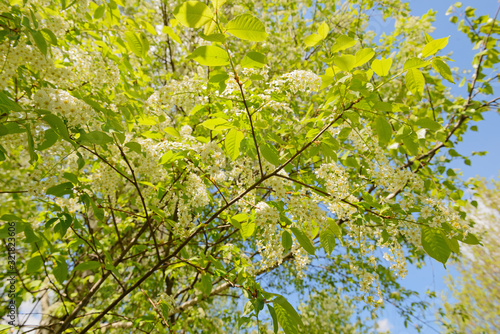 Blooming bird cherry branches on a background of blue sky with clouds