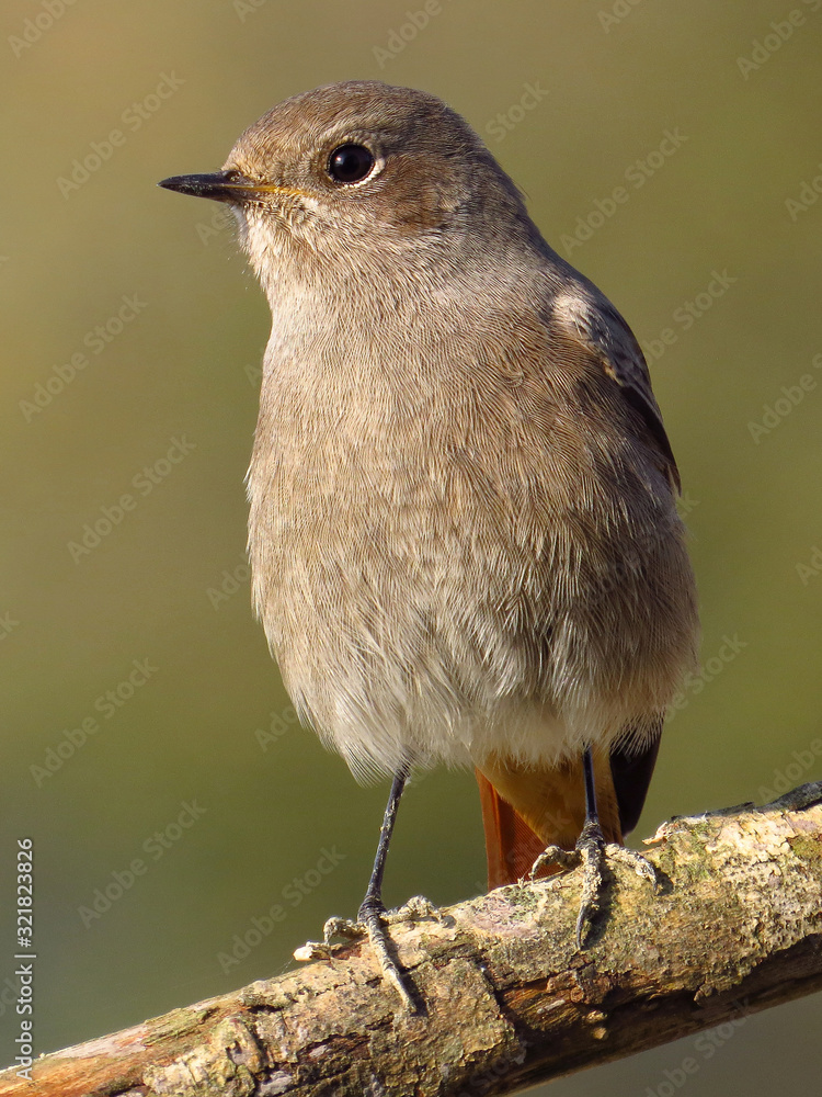 Naklejka premium Black redstart (Phoenicurus ochruros) small passerine bird in the redstart genus Phoenicurus. Tithy's redstart, blackstart or black redtail, family Muscicapidae