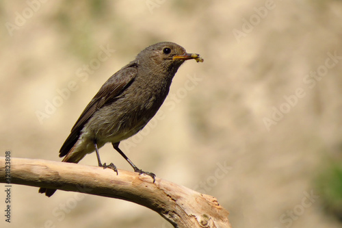 Black redstart (Phoenicurus ochruros) small passerine bird in the redstart genus Phoenicurus. Tithy's redstart, blackstart or black redtail, family Muscicapidae