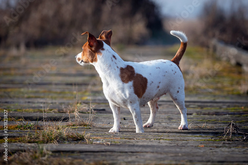 Fototapeta Naklejka Na Ścianę i Meble -  Beautiful Jack Russell Terrier on the grass. Jack Russell Terrier