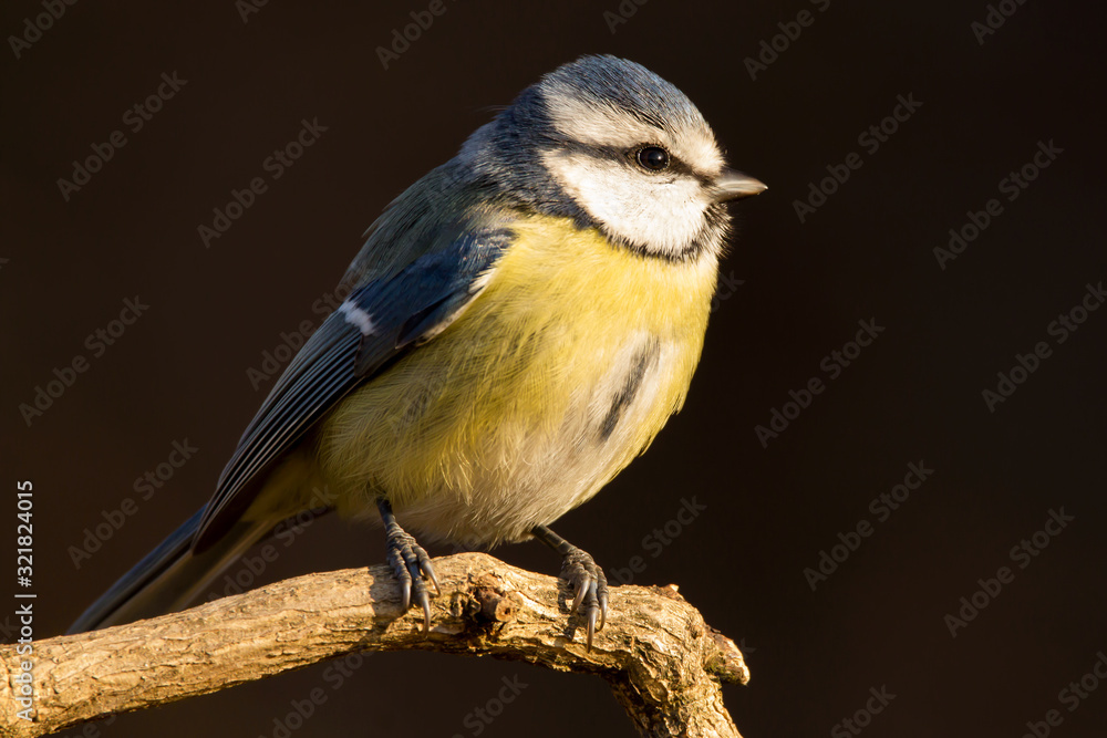Naklejka premium Blue tit (Cyanistes caeruleus) or Eurasian blue tit, small passerine bird in the tit family Paridae. Blue, yellow and white plumage small sized common garden bird.