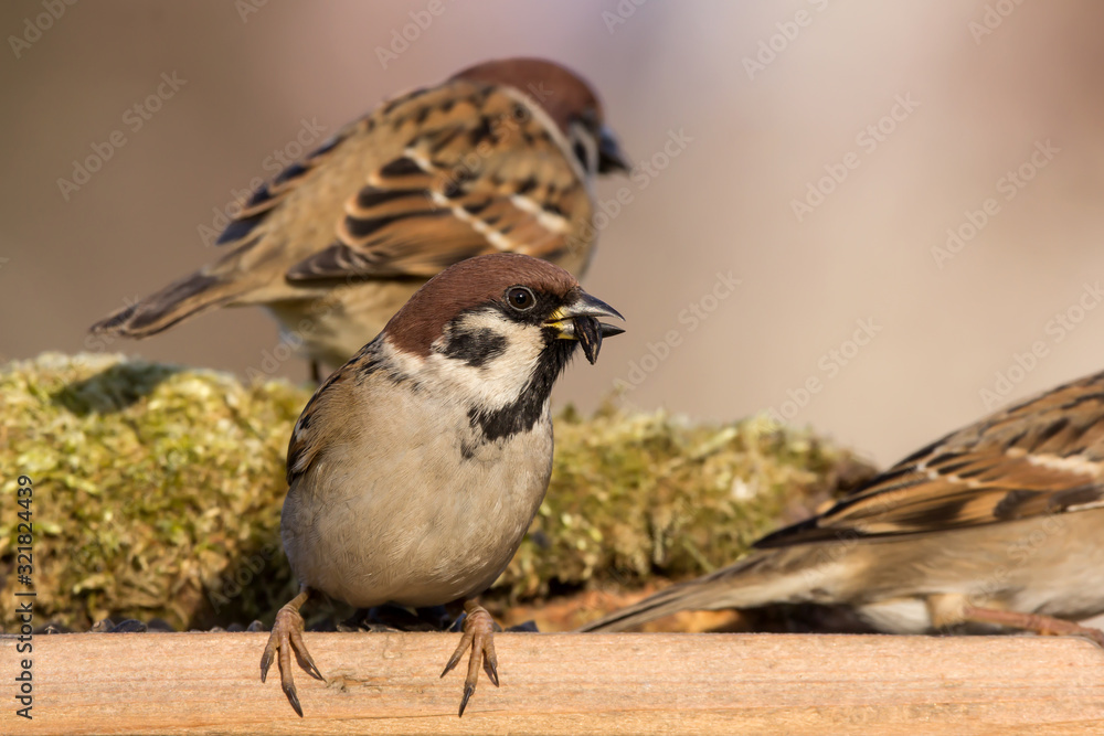 Eurasian tree sparrow (Passer montanus) a passerine bird in the sparrow family Passeridae, with a rich chestnut crown and nape, and a black patch on each pure white cheek