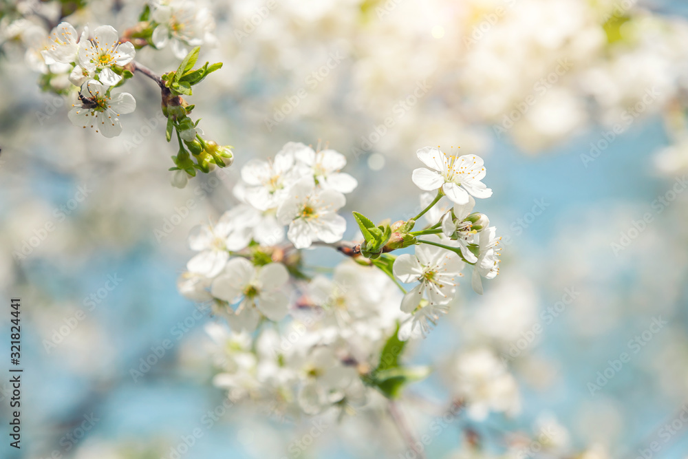 Spring nature background of blooming cherry branches and blue sky