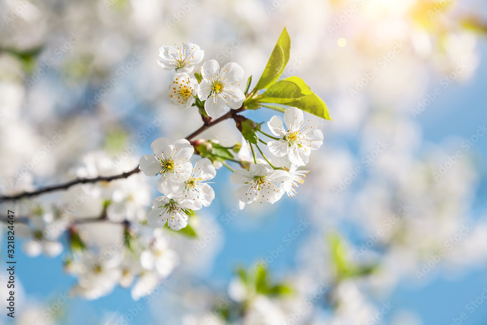 Spring nature background of blooming cherry branches and blue sky