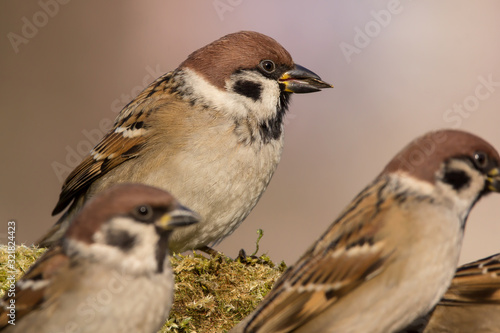 Eurasian tree sparrow (Passer montanus) a passerine bird in the sparrow family Passeridae, with a rich chestnut crown and nape, and a black patch on each pure white cheek