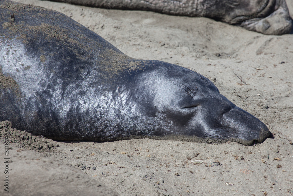 Fototapeta premium Schlafender Seeelefant (Mirounga)