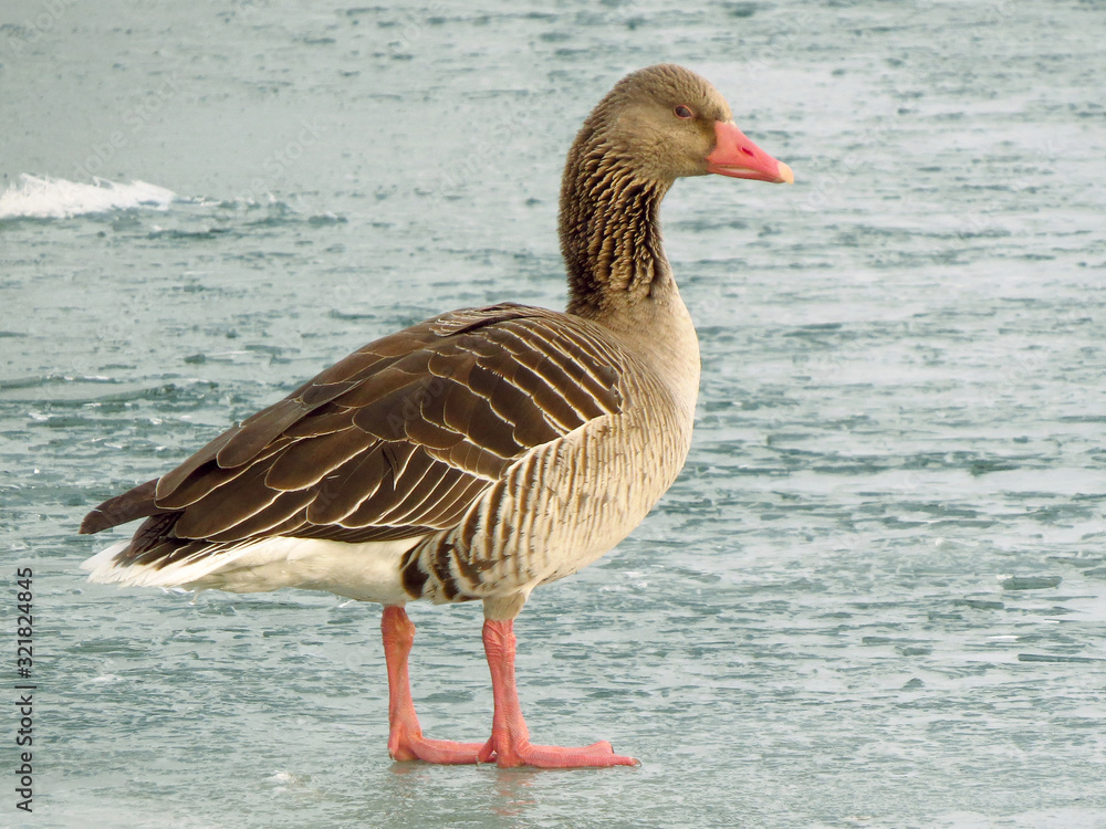 Greylag goose (Anser anser) large goose in the waterfowl family Anatidae, genus Anser, geese. It has mottled and barred grey and white plumage and an orange beak and pink legs. A large waterbird of we Greylag goose (Anser anser) large goose in the waterfowl family Anatidae, genus Anser, geese. It has mottled and barred grey and white plumage and an orange beak and pink legs. A large waterbird of we
