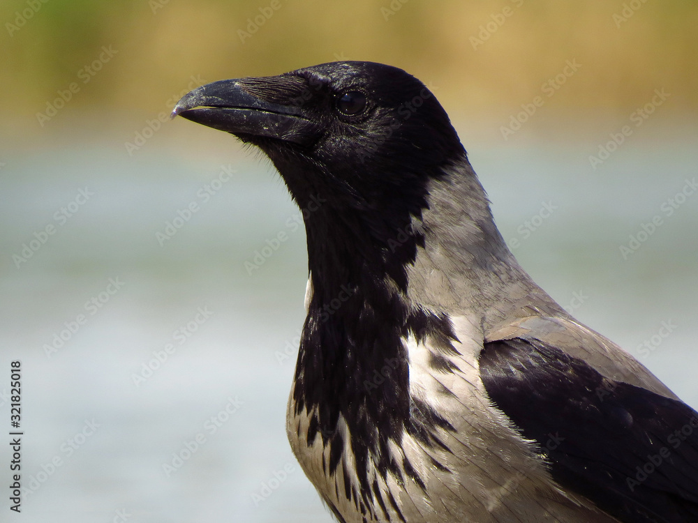 Hooded crow (Corvus cornix) or hoodie, an Eurasian large crow bird species in the Corvus genus, Corvidae family. Widely distributed black and grey crow, also called Scotch crow, Danish crow or mist cr Hooded crow (Corvus cornix) or hoodie, an Eurasian large crow bird species in the Corvus genus, Corvidae family. Widely distributed black and grey crow, also called Scotch crow, Danish crow or mist cr