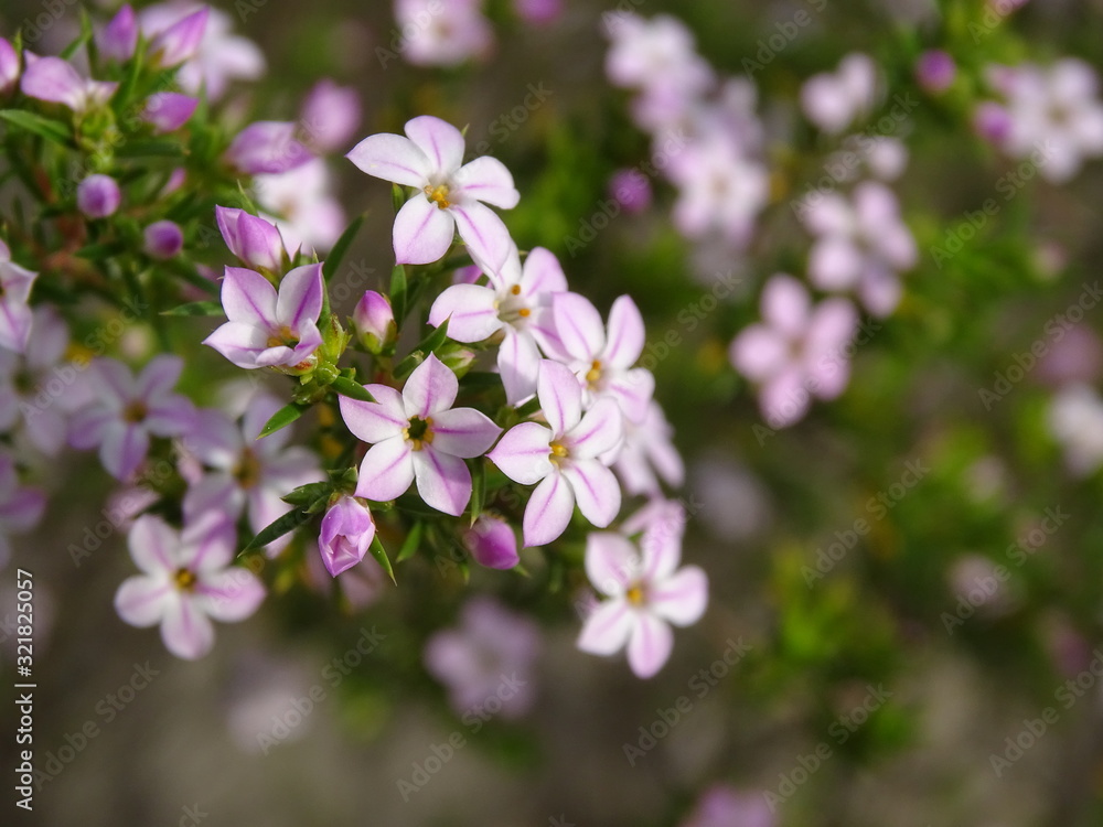 FONDO DE DIOSMA ERICOIDES, PEQUEÑAS FLORES BLANCAS 