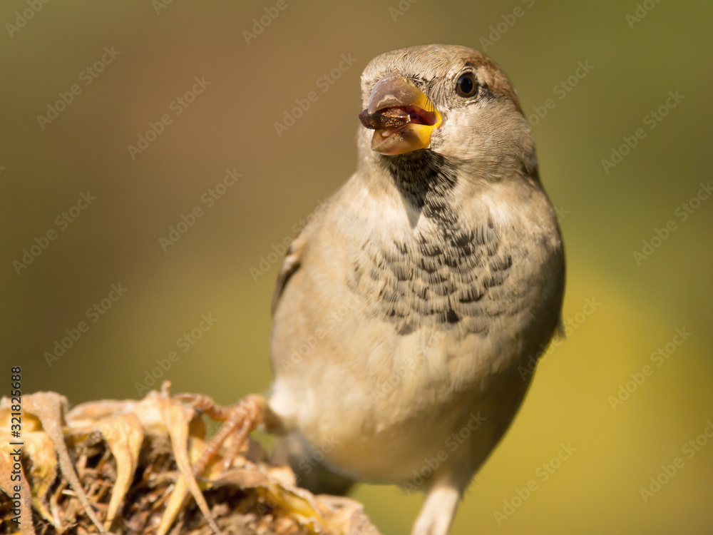 Obraz premium House sparrow (Passer domesticus) or common european sparrow, a bird of the sparrow family Passeridae, found in most parts of the world, cosmopolitan sparrow species